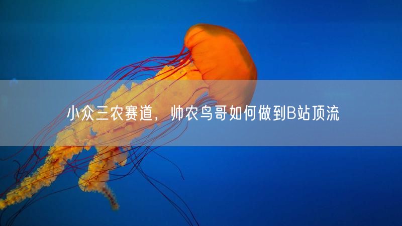 小众三农赛道，帅农鸟哥如何做到B站顶流